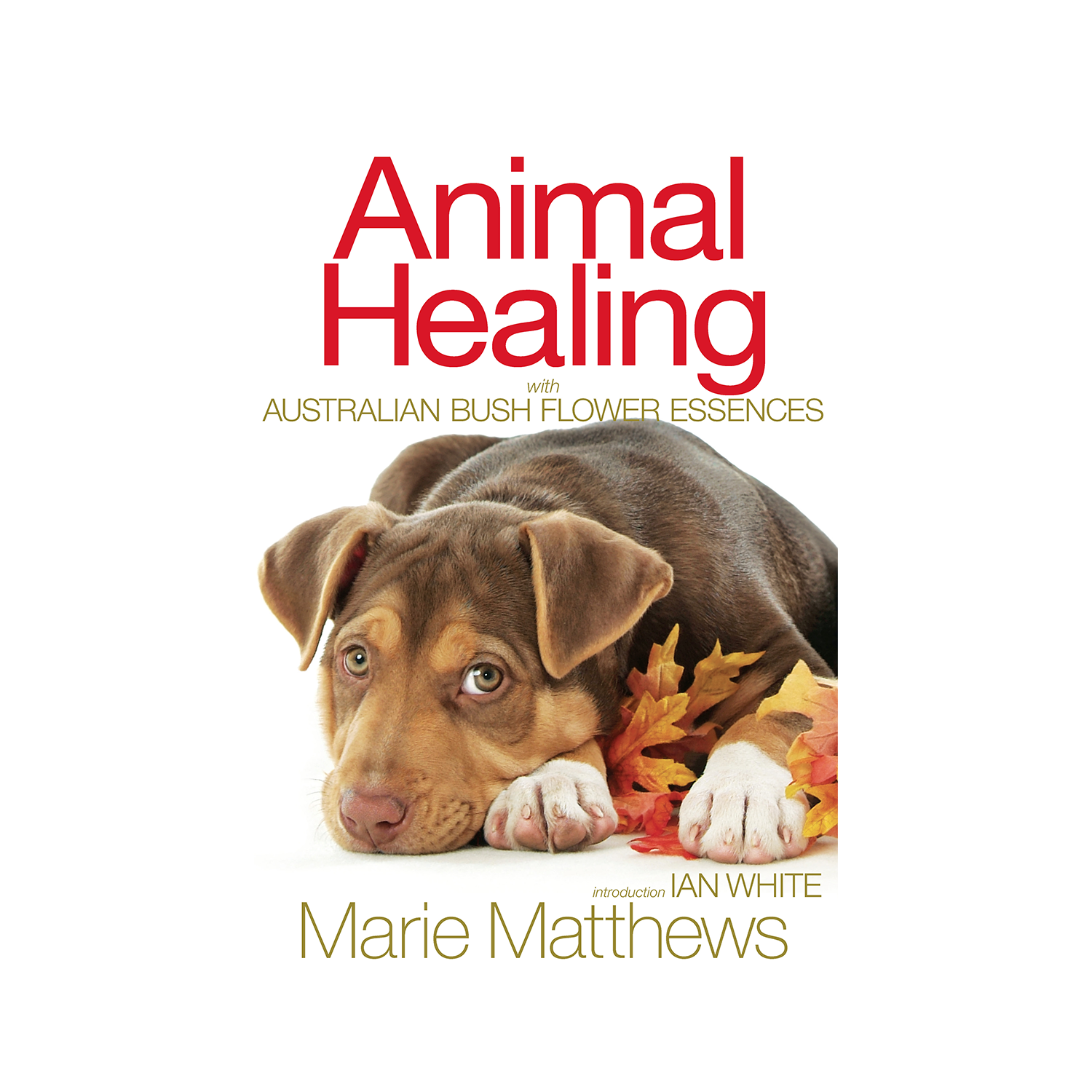 Animal Healing